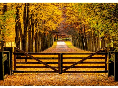Hamish Murray Seasons Autumn Driveway