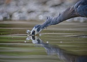 Highly Commended Arrowtown Photo Competition 2025
